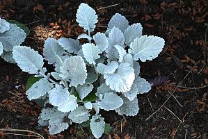 2025-06219152 Tower Hill Botanic Garden, MA